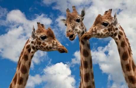 giraffes-627031_1280